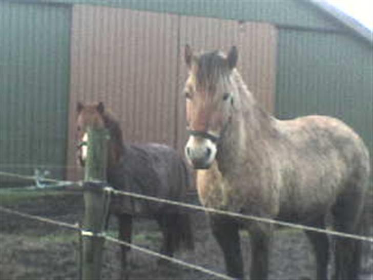 Fjordhest Rex Halsnæs - Rex og Luna, bare henne ved stalden. billede 6