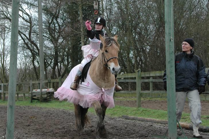 Fjordhest Rex Halsnæs - Til Ringridning 2008 billede 7