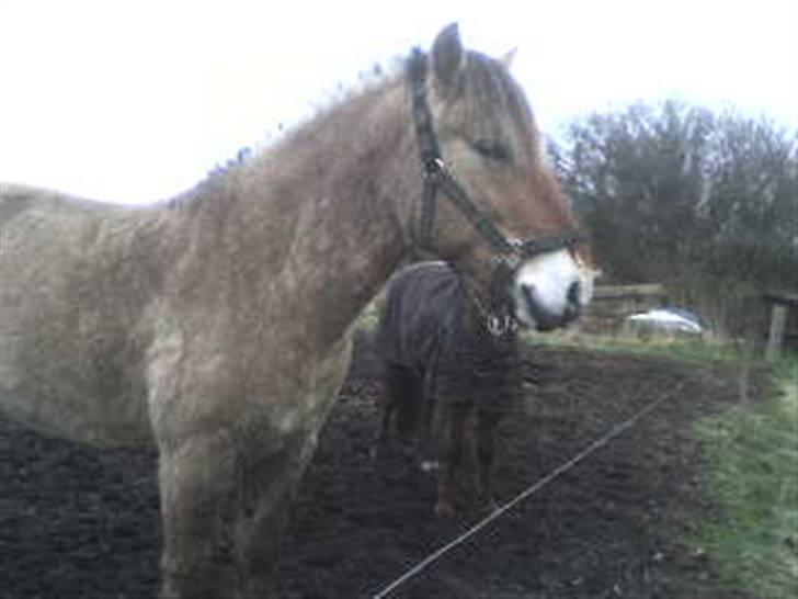 Fjordhest Rex Halsnæs - Rex så muderet billede 8