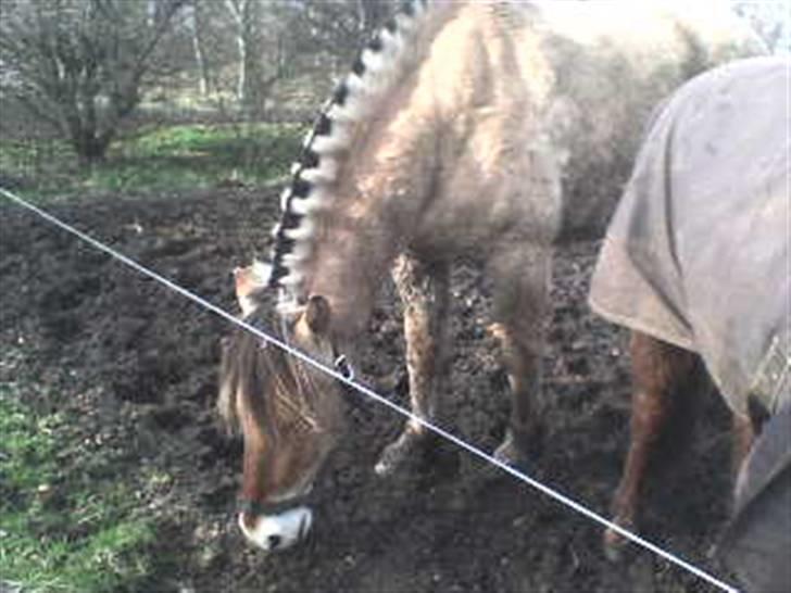 Fjordhest Rex Halsnæs - Rex og lidt af Luna. billede 9