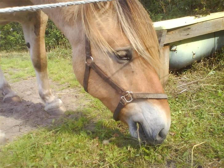 Fjordhest Rex Halsnæs - Han græsser billede 10