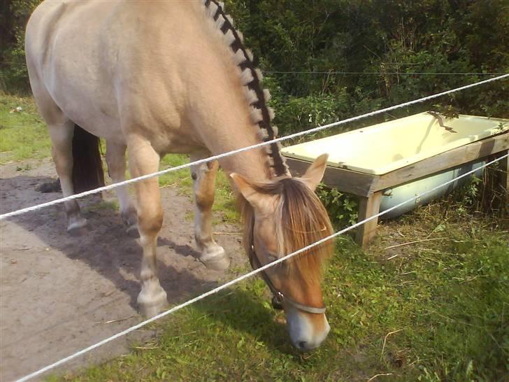 Fjordhest Rex Halsnæs - Godt billed. billede 11