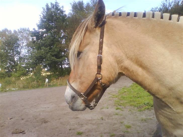 Fjordhest Rex Halsnæs - Fra siden. billede 12