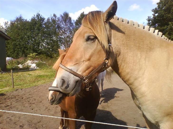Fjordhest Rex Halsnæs - Fra den anden side billede 13