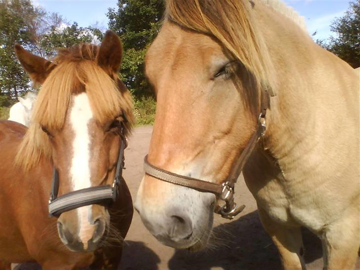 Fjordhest Rex Halsnæs - Rex og Luna. billede 14