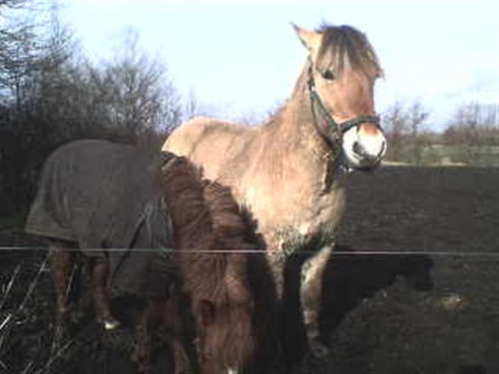 Fjordhest Rex Halsnæs - Rex og Lidt af Luna billede 15