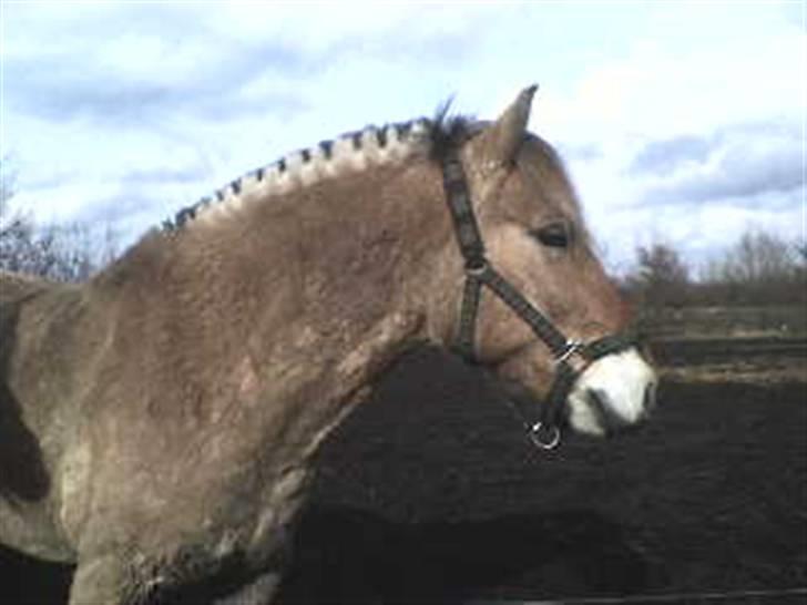 Fjordhest Rex Halsnæs - Ædle Rex billede 18