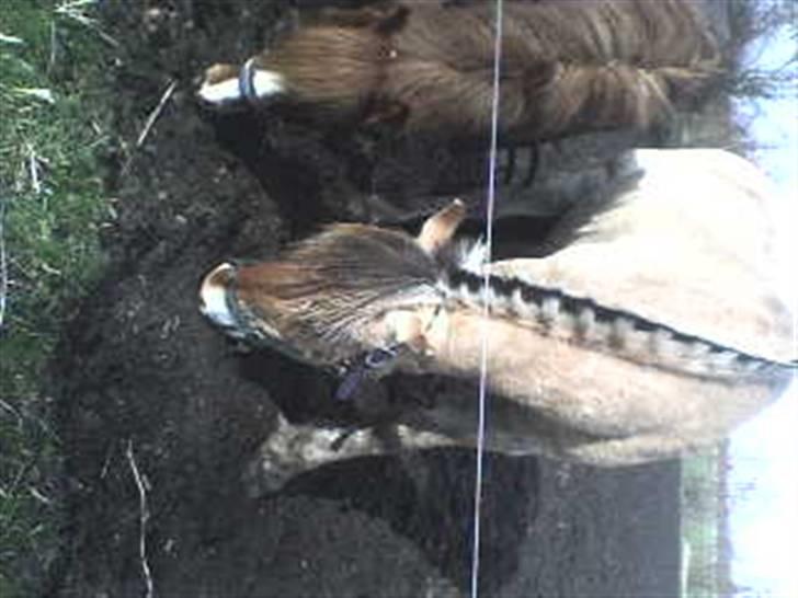 Fjordhest Rex Halsnæs - Rex og Luna billede 20