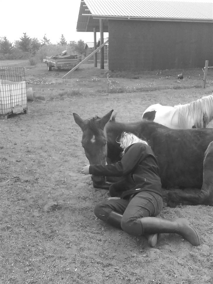 Traver Hera Waltz (SOLGT) -  vi hygger os meget sammen billede 9