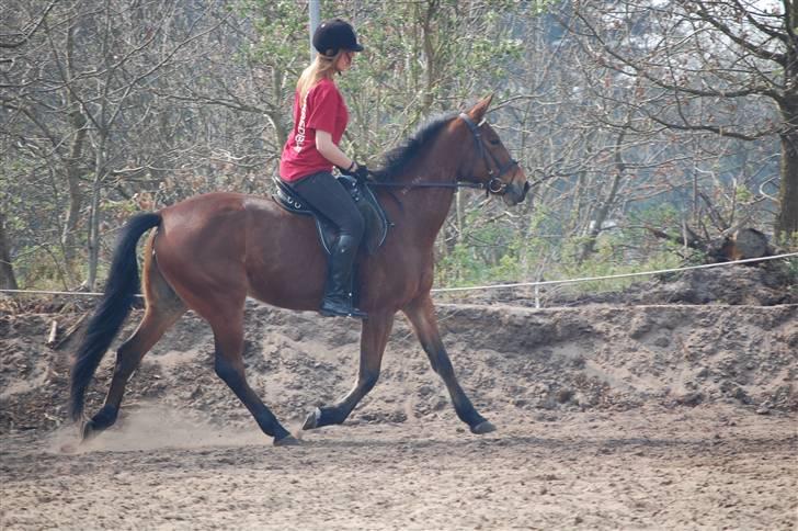 Traver Hera Waltz (SOLGT) - lidt trav  billede 10