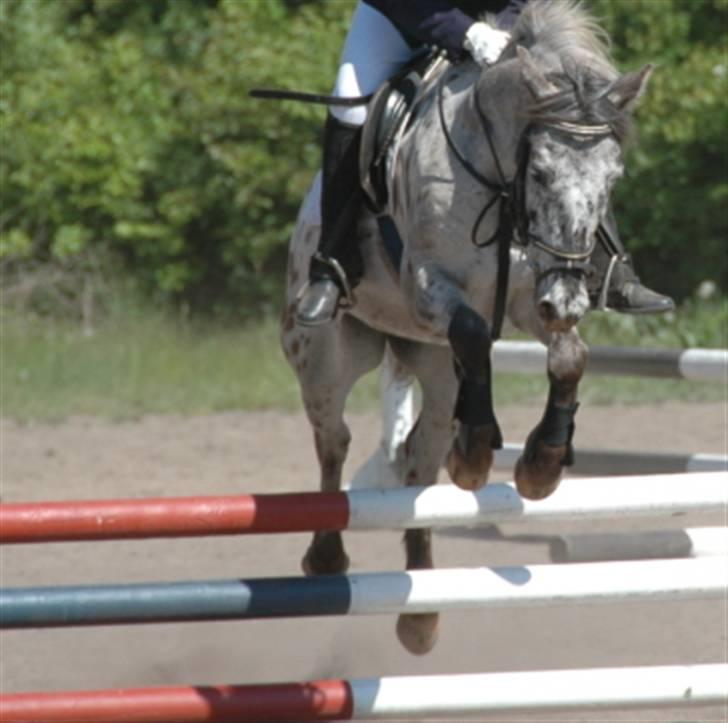 Knabstrupper Filur billede 16