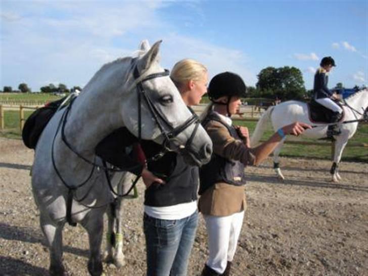 Anden særlig race Amigo(slogt d.7/5-10) - Fra DM 09 ;D <33 billede 1