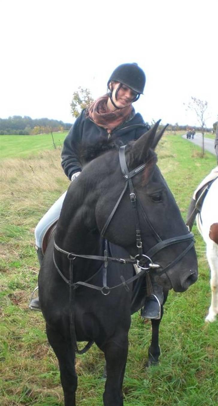 Oldenborg HHE's Turbo - † R.I.P † - Regitze på skønheden :´] [Foto: Priis] billede 18