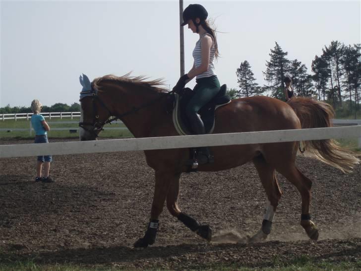 Welsh Cob (sec D) | Bjirmens Nynke | - Dressur igen igen :):) billede 18