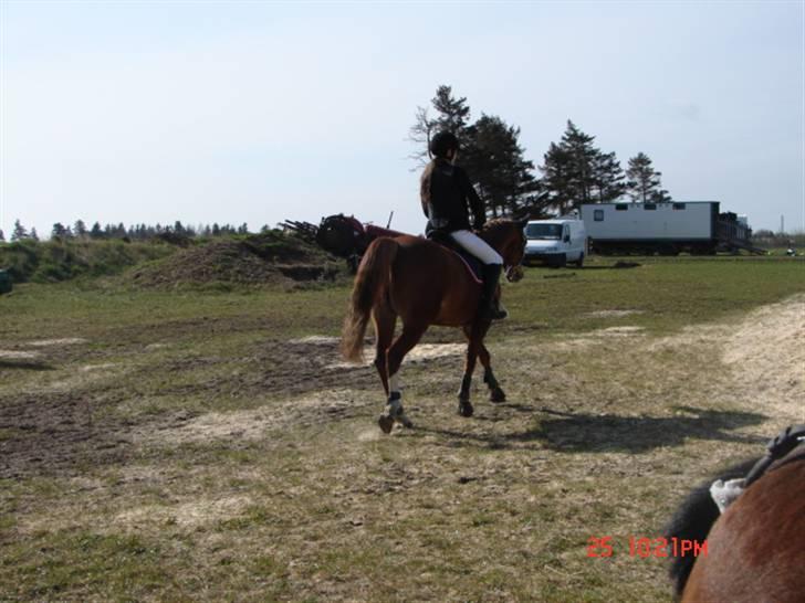 Welsh Cob (sec D) | Bjirmens Nynke | - dagen jeg styrtede x( billede 20