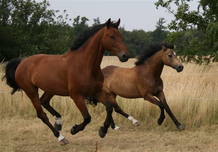 Oldenborg Classic Carismo - 9 # galop på folden, Carismo og Ibra. billede 9