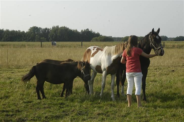 Shetlænder Fede Silas /solgt ;)/ - alle heste samlet, altså fra den mark ;) billede 3