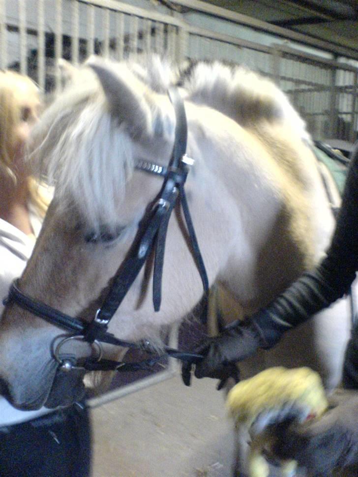 Fjordhest Sego *SOLGT* :'/ billede 8