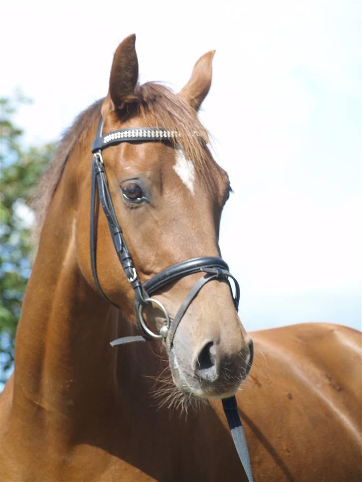 Anden særlig race Zafir*Solgt* :'( - Velkommen til Zafir´s profil billede 1
