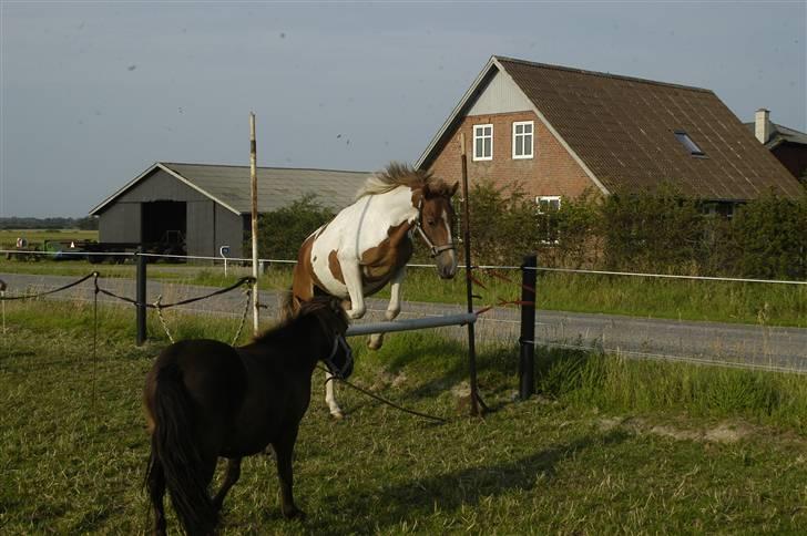Shetlænder Fede Silas /solgt ;)/ - HAHA, tænker silas, du river ned, men godt det ikke er mig billede 5