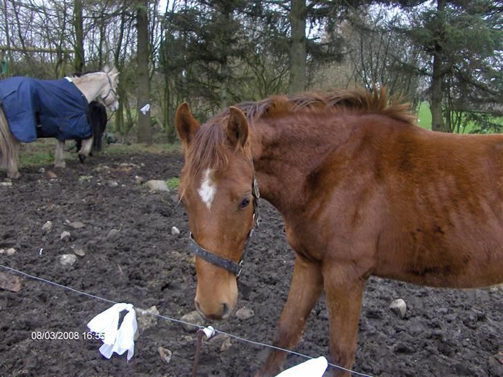 Anden særlig race Zafir*Solgt* :'( - Zafir på marken for anden gang. billede 2