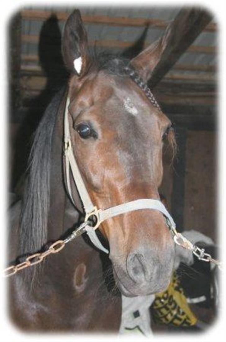 Traver David Nordal -Familiehest billede 1