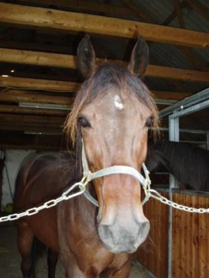 Traver David Nordal -Familiehest billede 2