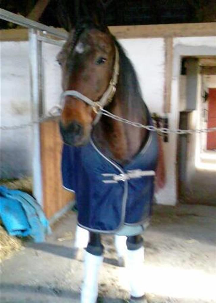 Traver David Nordal -Familiehest - David klar til løb billede 3