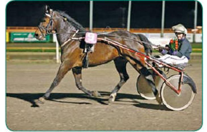 Traver David Nordal -Familiehest billede 4