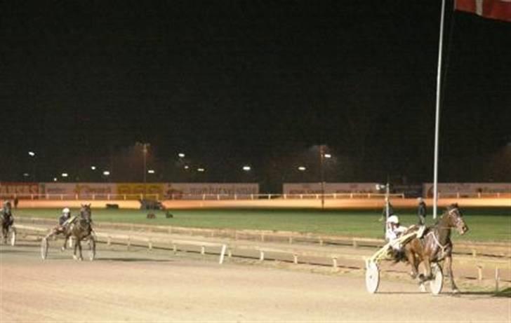 Traver David Nordal -Familiehest - David som nr. 1! ;D billede 5