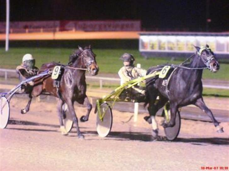 Traver David Nordal -Familiehest - David Nordal VS. Mozes Boko - Buddy-fight! :D billede 8