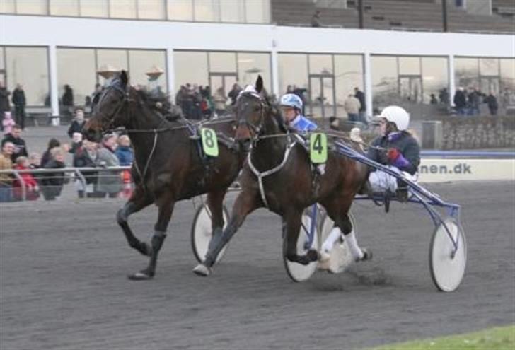 Traver David Nordal -Familiehest billede 10