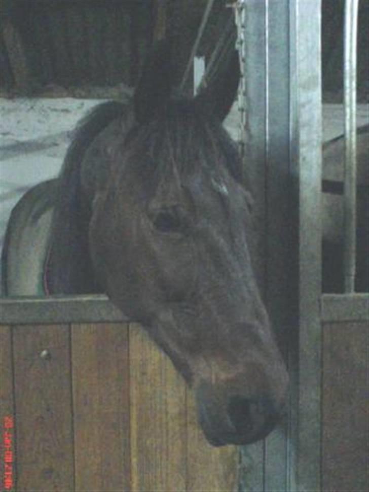 Traver David Nordal -Familiehest billede 11