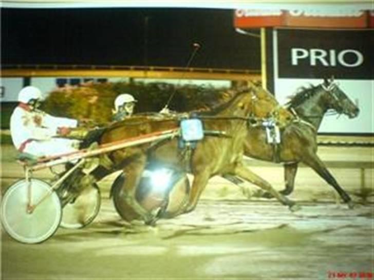 Traver David Nordal -Familiehest billede 12