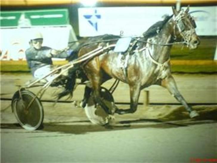 Traver David Nordal -Familiehest billede 13