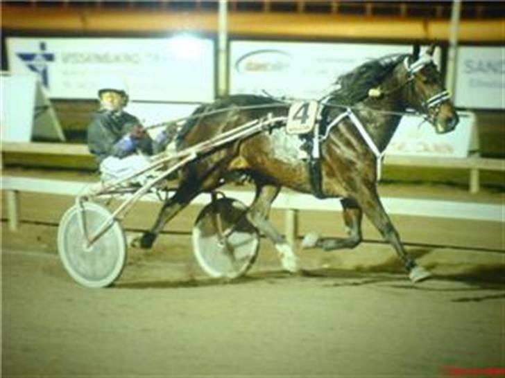 Traver David Nordal -Familiehest billede 14