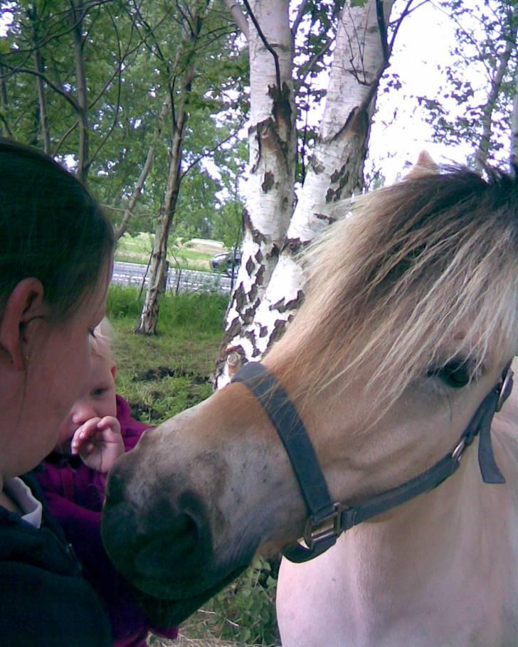 Fjordhest Fea Strødam  - Har du ikke noget jeg kan spise Camilla? maj 08 billede 18