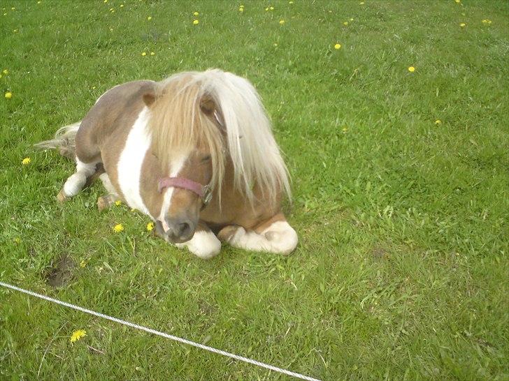 Shetlænder Findus solgt - Fotograf: Mig billede 5