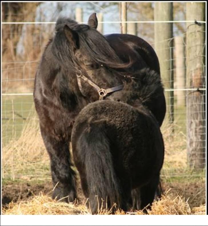 Nordsvensk Skovhest tage billede 11