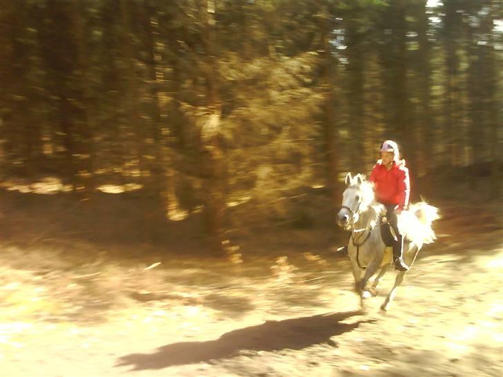 Anden særlig race Moonjam  billede 3