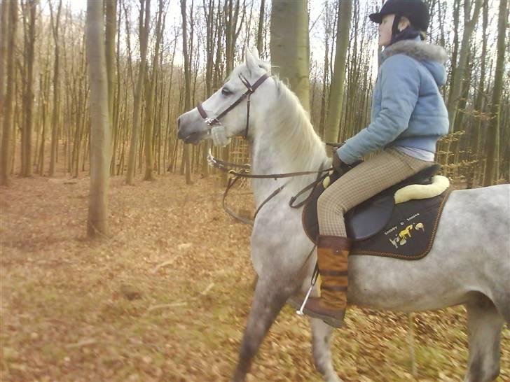 Anden særlig race Moonjam  billede 4