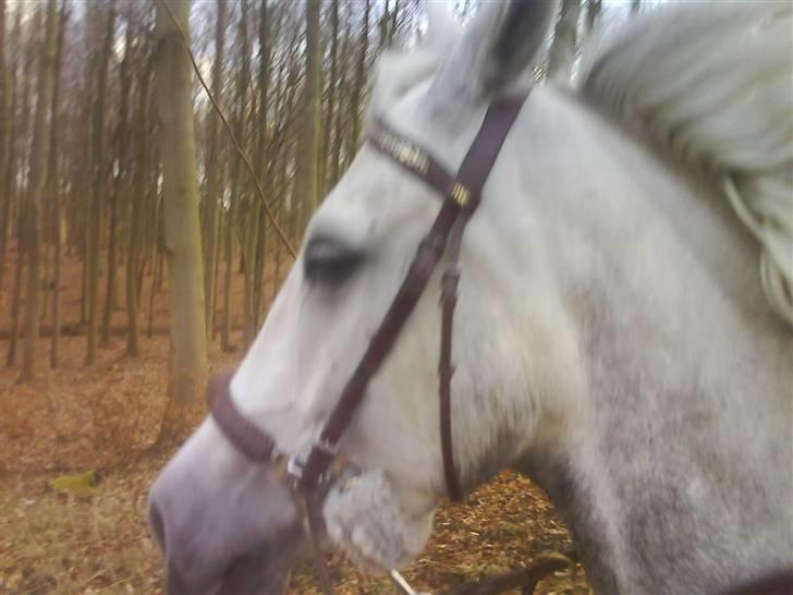 Anden særlig race Moonjam  billede 5