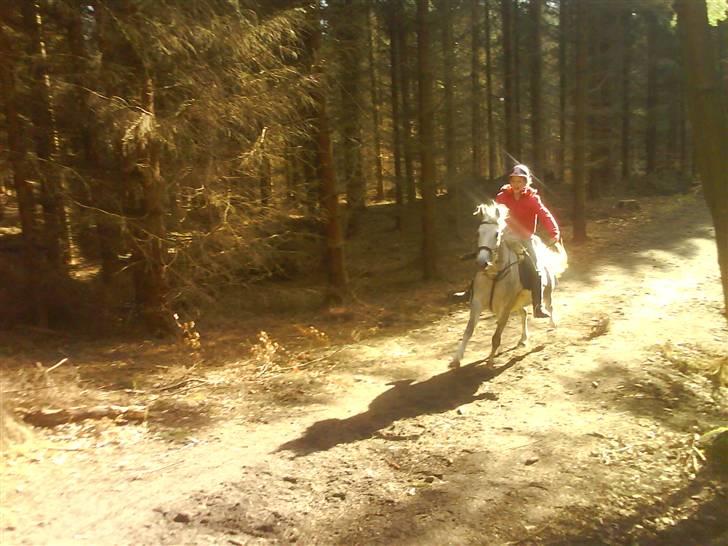 Anden særlig race Moonjam  billede 6