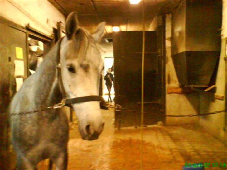 Anden særlig race Moonjam  billede 7