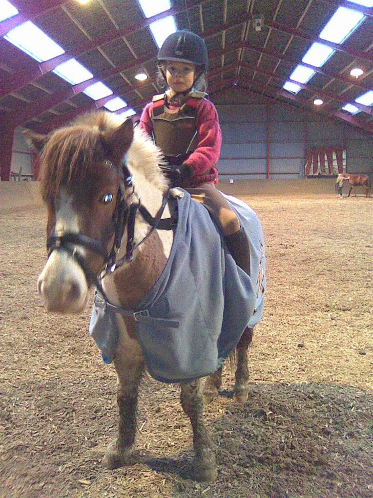 Anden særlig race Buller * SOLGT* - Buller og Julie i ridehallen på Stutteri Nørgaard Marts 2008 billede 12