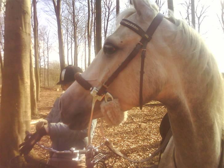 Anden særlig race Moonjam  billede 8