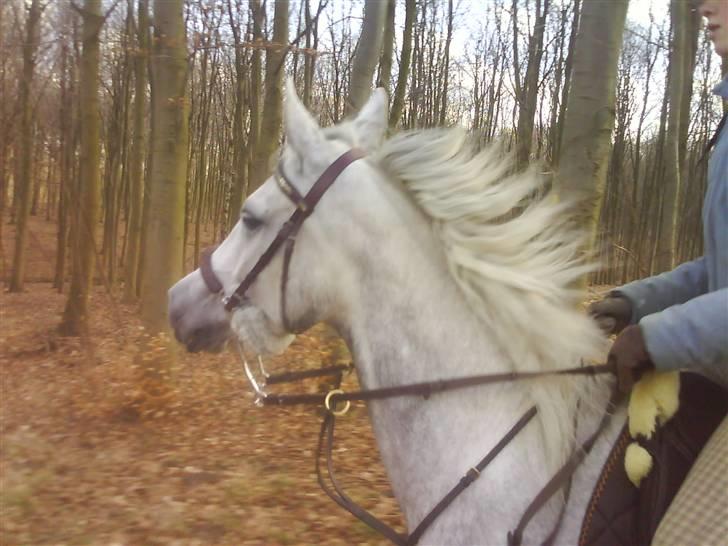 Anden særlig race Moonjam  billede 9