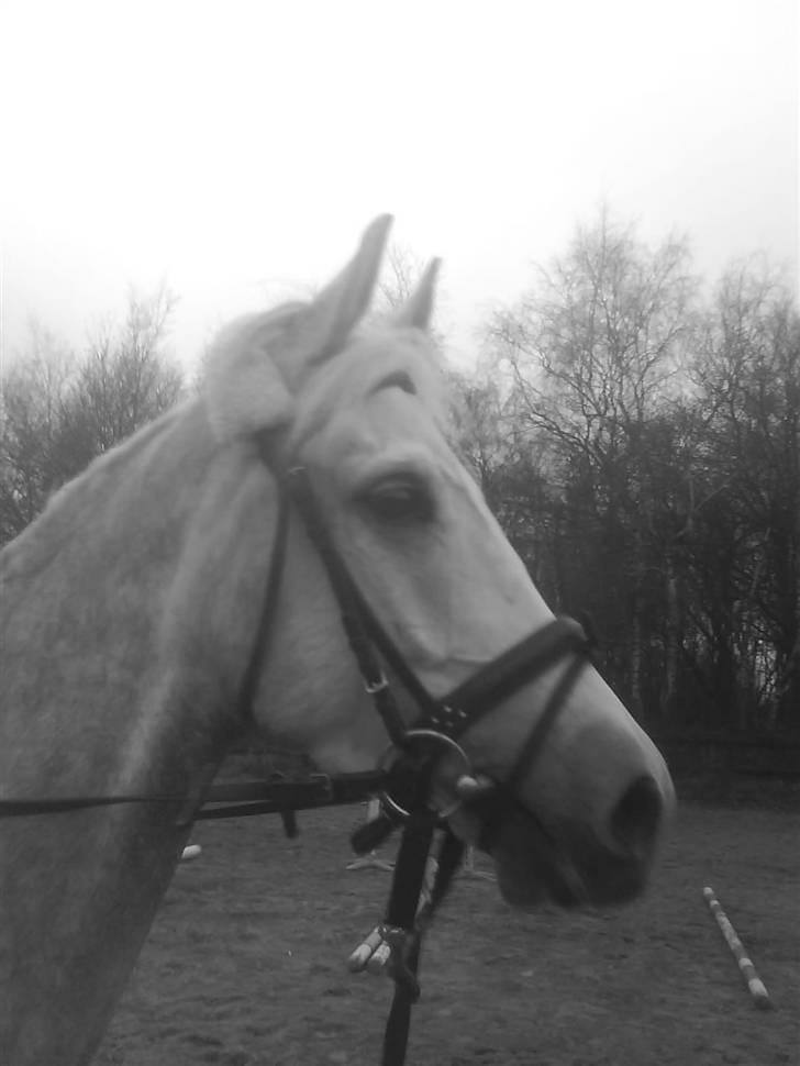 Anden særlig race Moonjam  billede 10