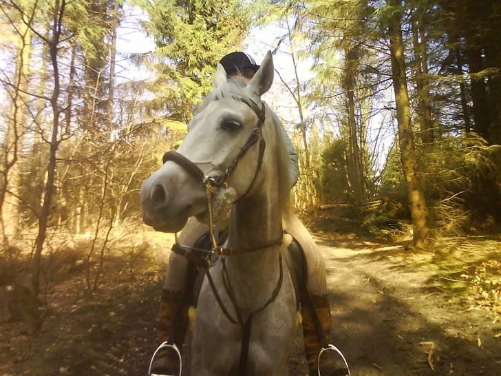 Anden særlig race Moonjam  billede 11