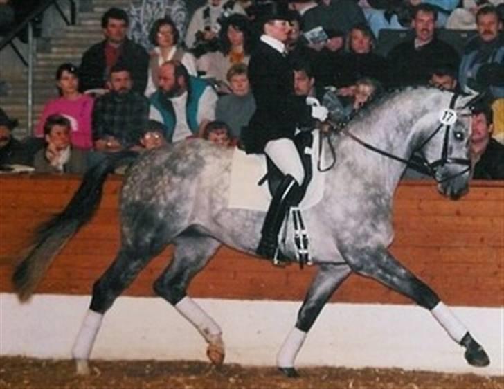 Trakehner Aschianti - Induc   Aschianti´s far billede 14